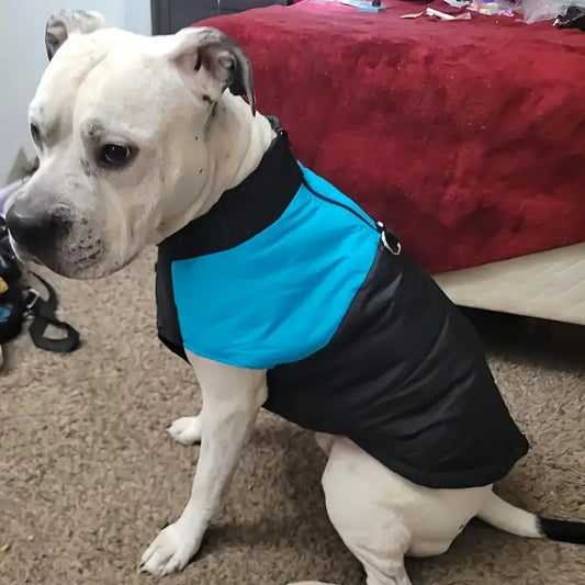 Black and Sky Blue Warm, Padded, Waterproof Dog Vest/Coat