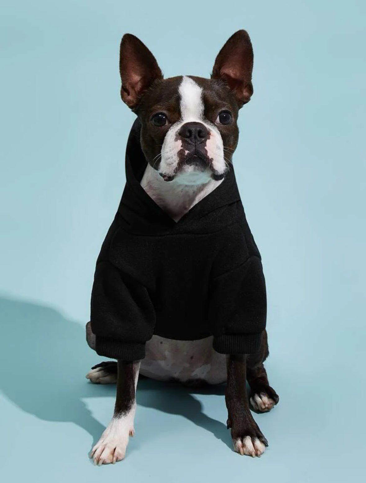 Spoiled Rotten Pup University Black Dog Hoodie