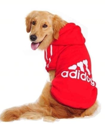 Have you ever wondered why some people dress their dogs? - Spoiled Rotten Pup